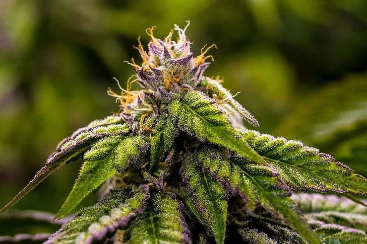 Buy Weed Online Quebec