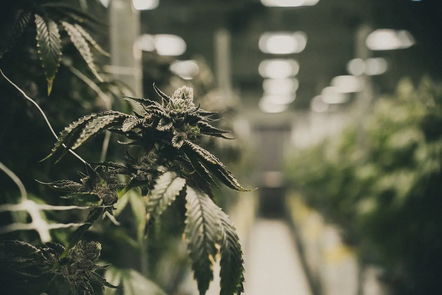 Buy Weed Online In British Columbia