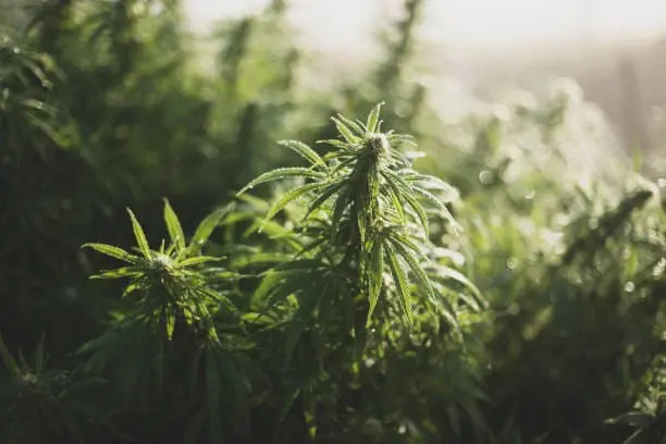 Buy Weed Online In Newfoundland and Labrador