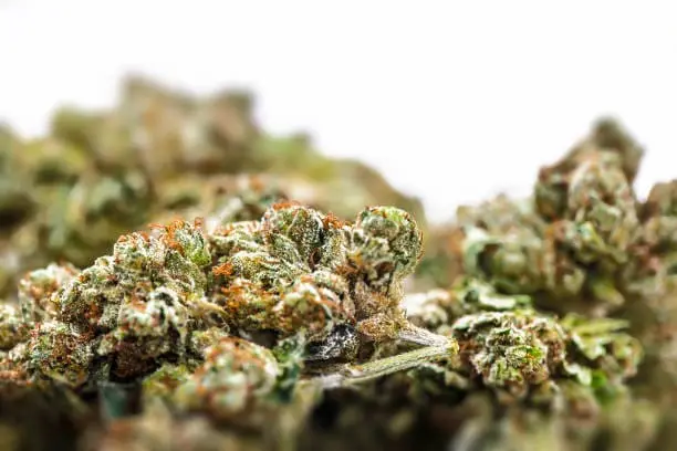 Buy Weed Online in Alberta