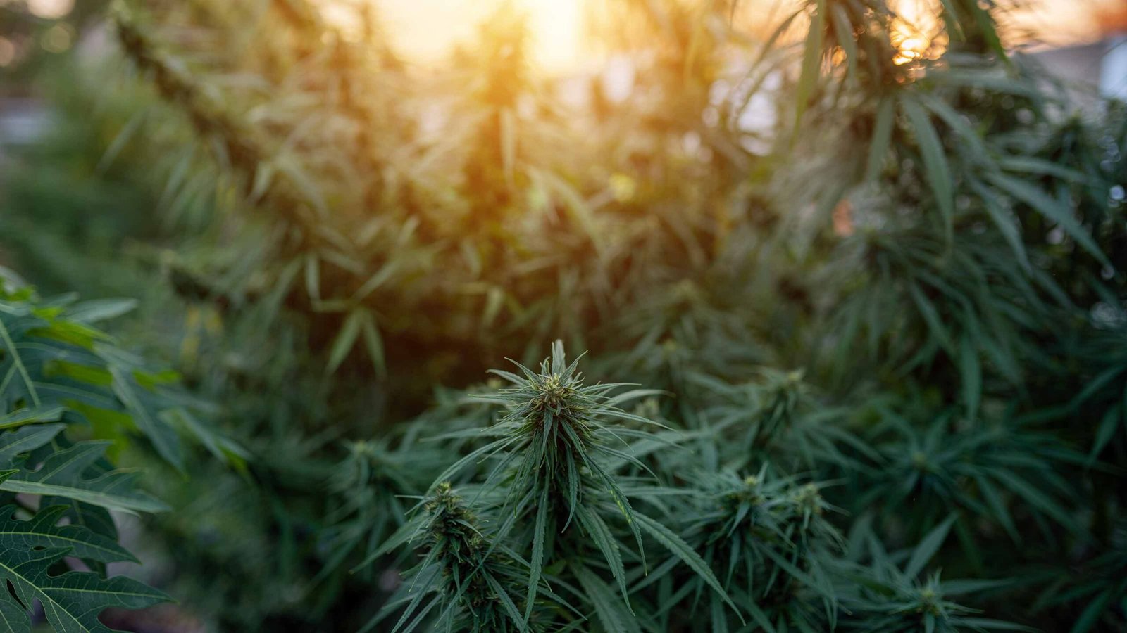 Buy Weed Online in Northwest Territories