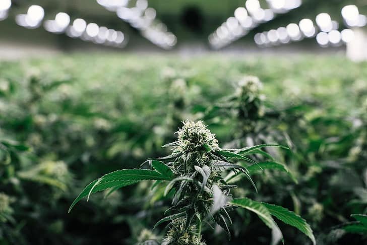Buy Weed Online in Nunavut