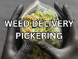 Weed Delivery Pickering