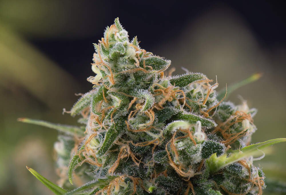 Buy Weed Online Ontario