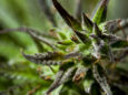 Buy Weed Online in Nova Scotia