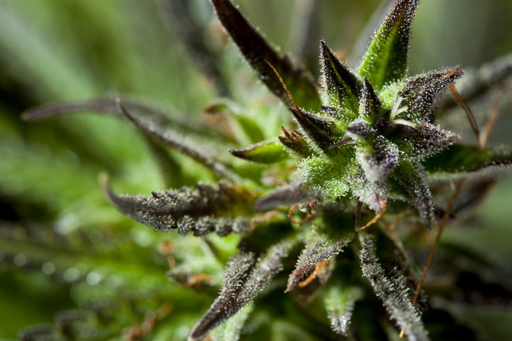 Buy Weed Online in Nova Scotia