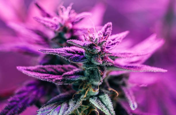 Buy Weed Online In New Brunswick