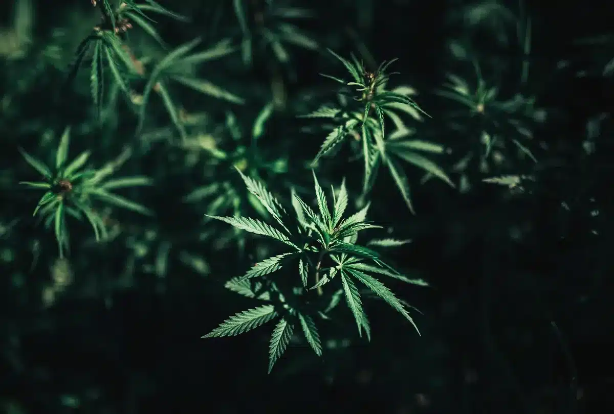 Buy Weed Online in Yukon
