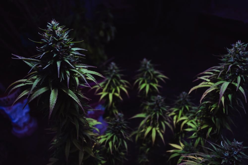 Buy Weed Online In Saskatchewan