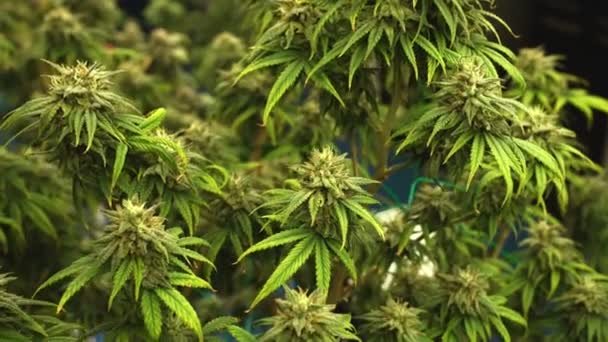 Buy Weed Online Prince Edward Island