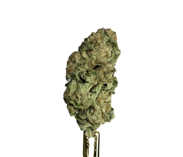 Gods Green Crack
