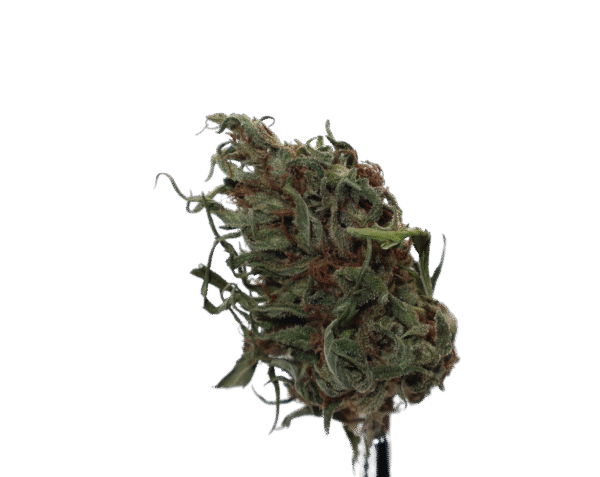 OG Kush