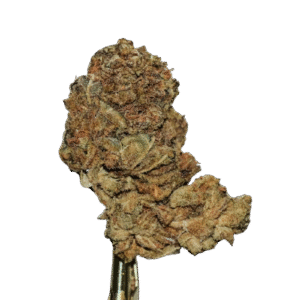 Sour Diesel