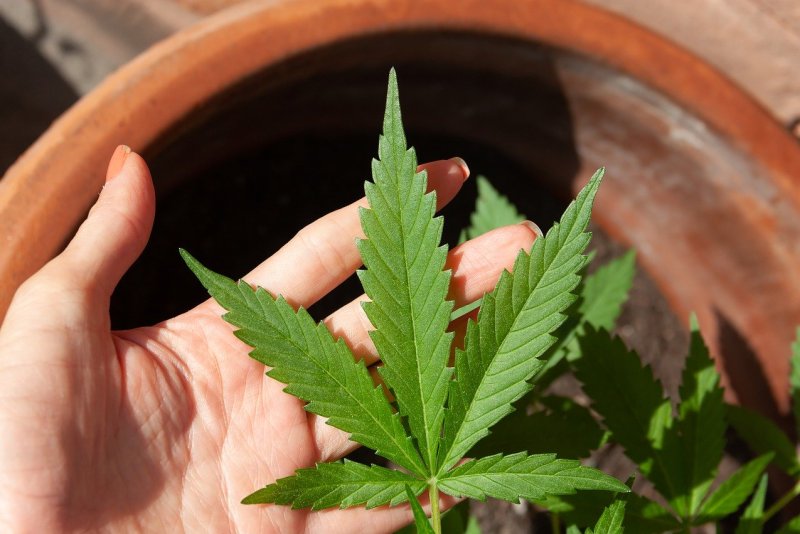 Best Weed For Anxiety